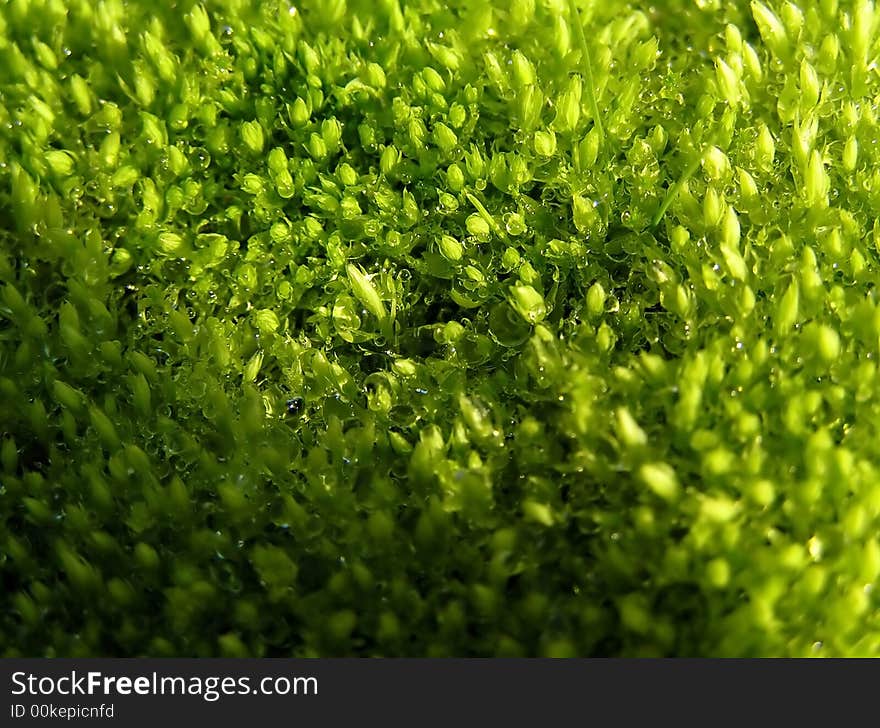 Sulphuric bryophyte - green texture, background