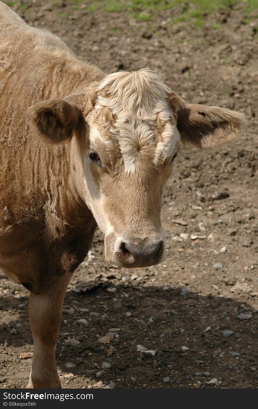 Young dairy cow on farmland