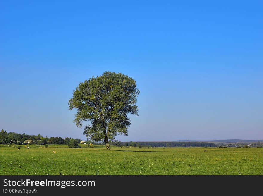 An image of  lonely tree on a field