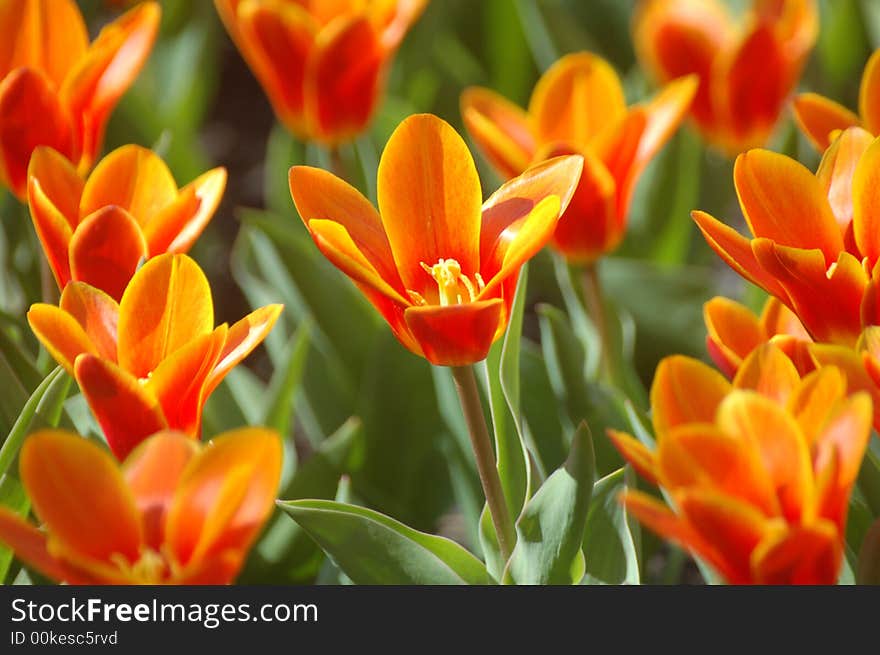 Tulips