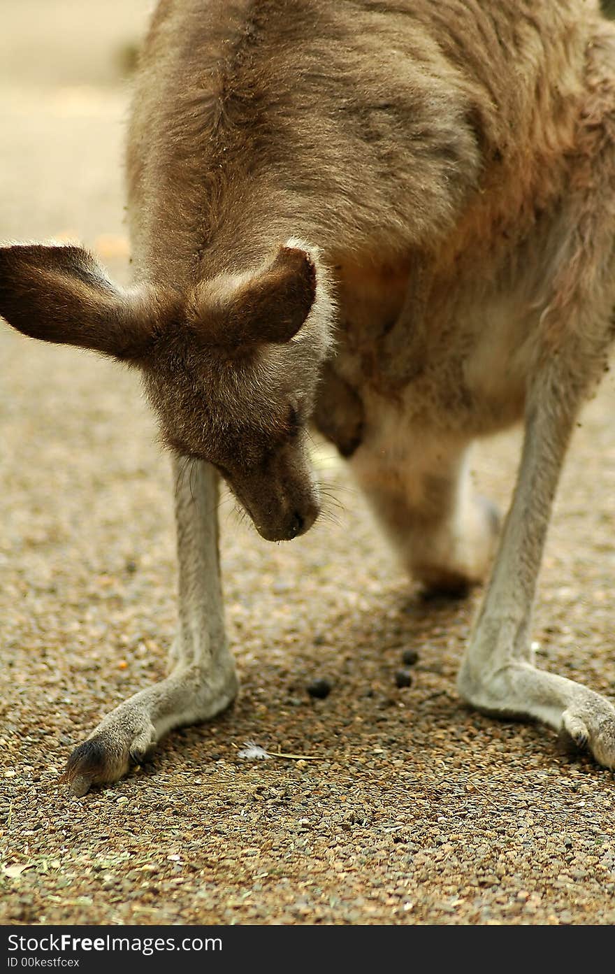 Brown small kangaroo detail photo, photo taken in sydney zoo