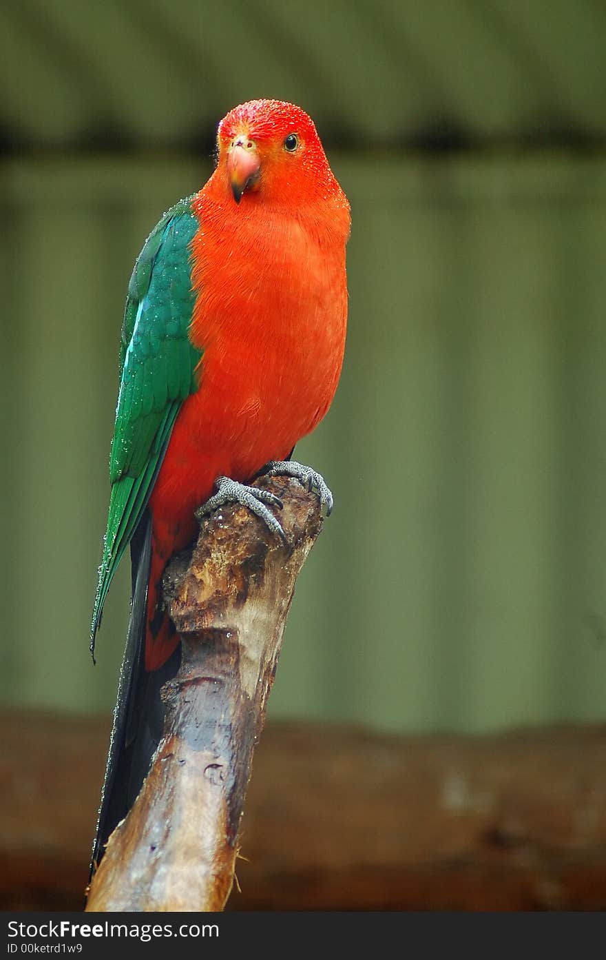 Red Parrot