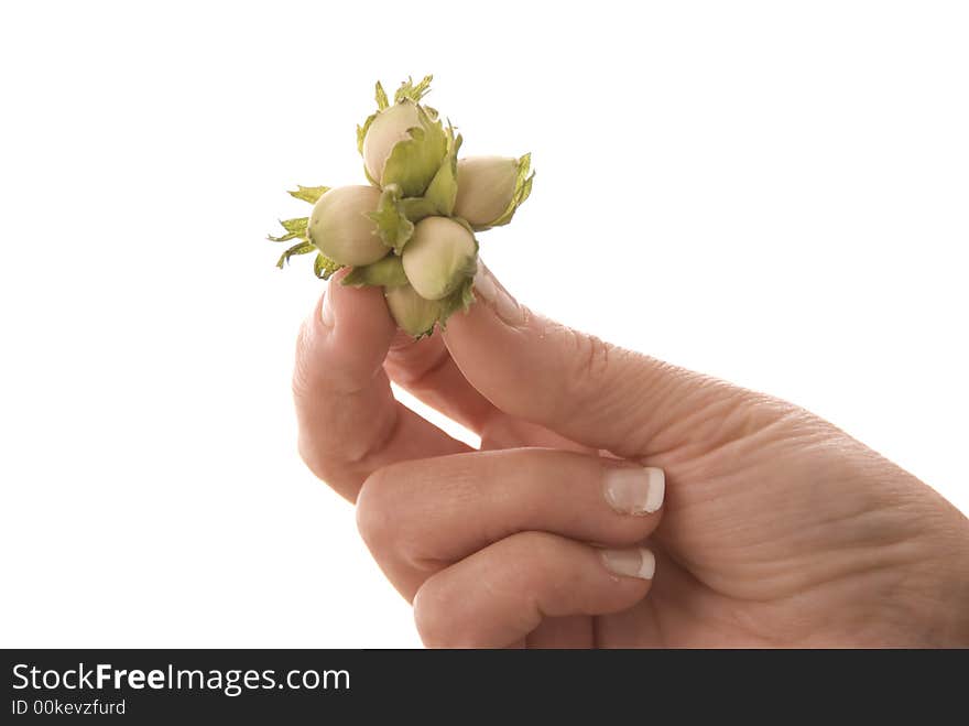 Hand Holding Hazelnuts