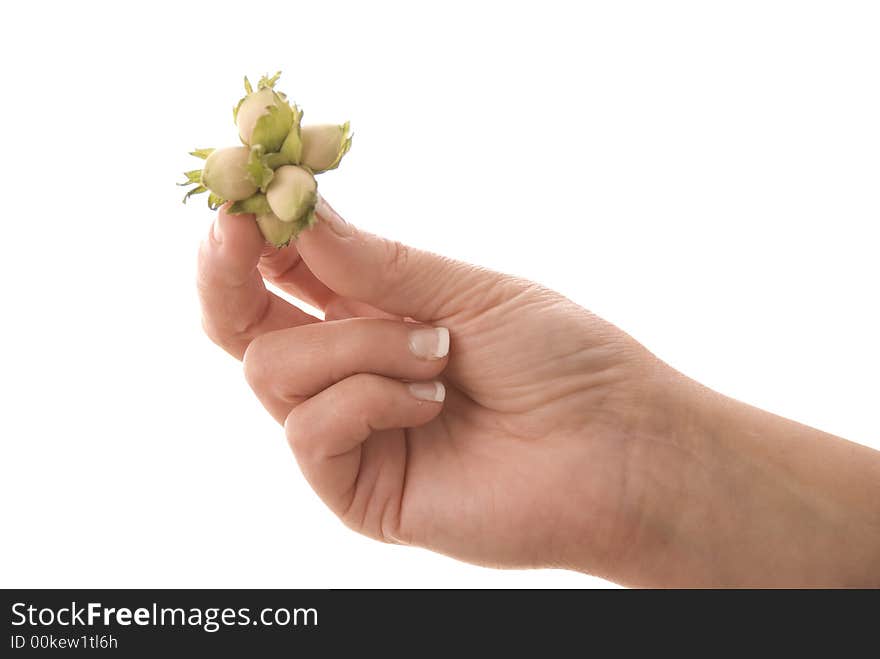 Hand holding hazelnuts