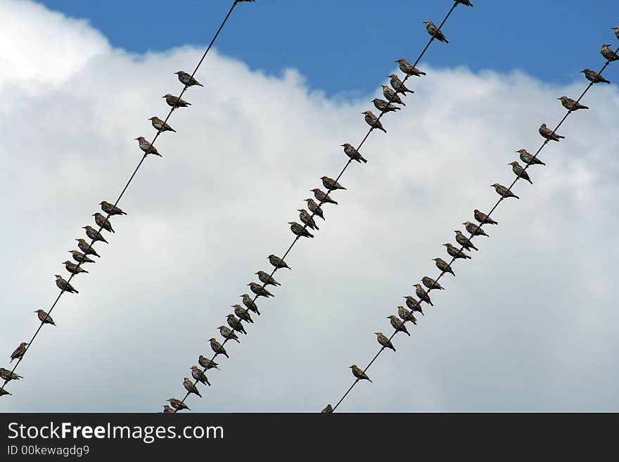 Many Birds on a wire with blue sky