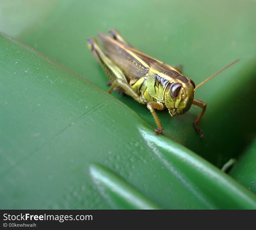 A close up of a grasshopper with focus on its face.