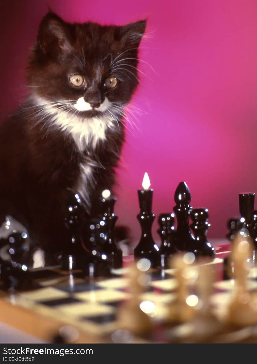 Black kitten on a black background. Black kitten on a black background