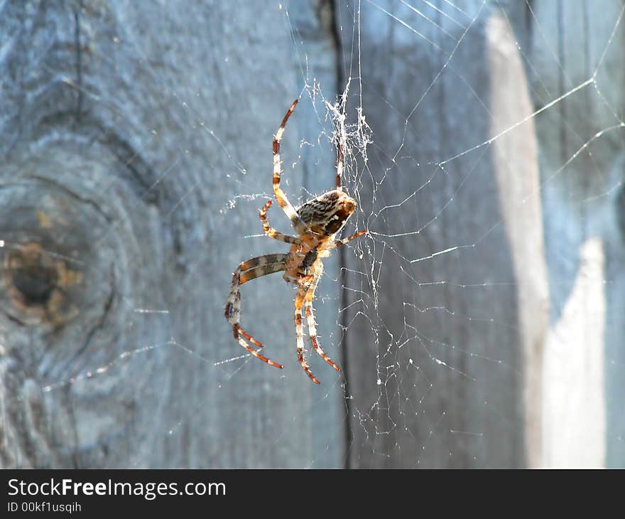 Spider hanging on a web. Spider hanging on a web.