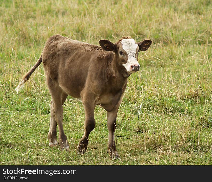 Little Brown Calf