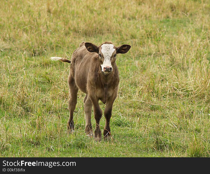 Brown Calf