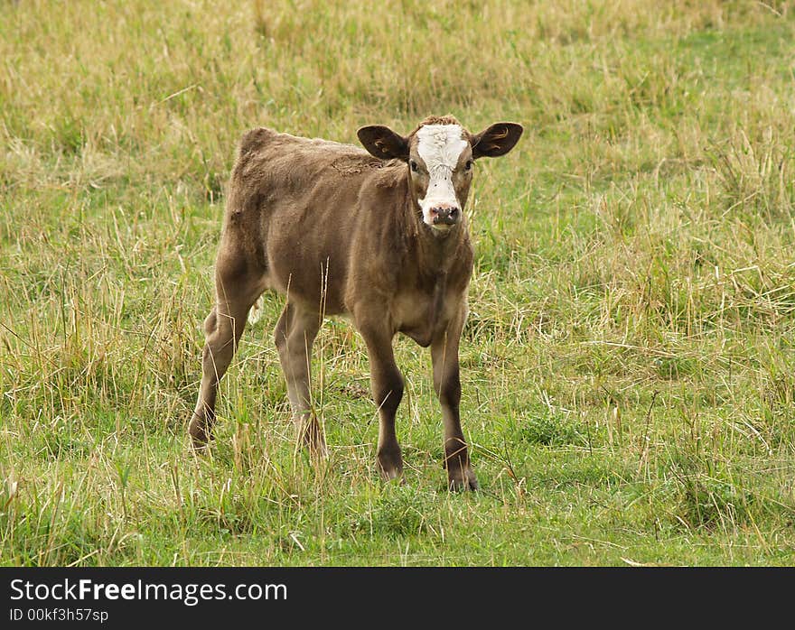 Standing Calf