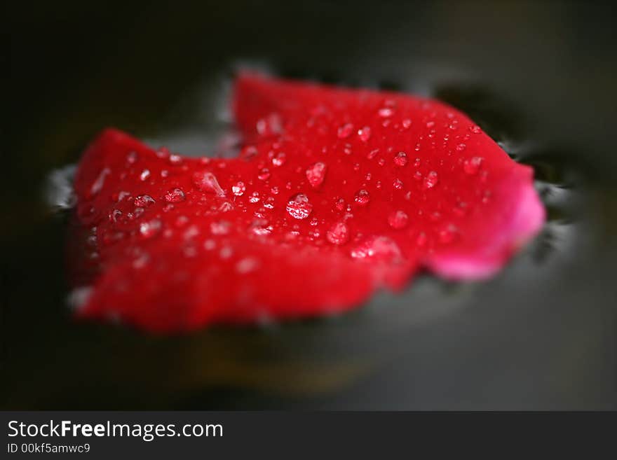 Drops on wet rose foliole on water. Drops on wet rose foliole on water