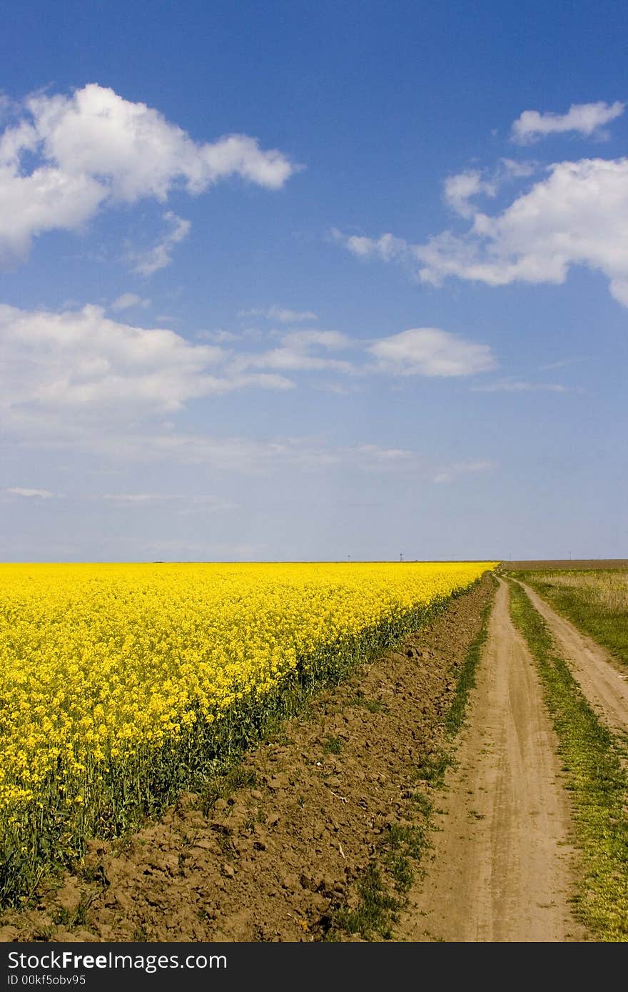 Countryroad through canola field