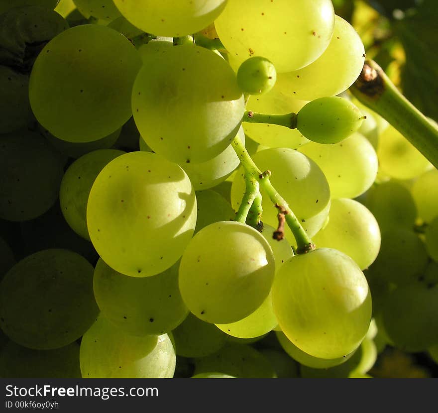 White grape in close up. White grape in close up