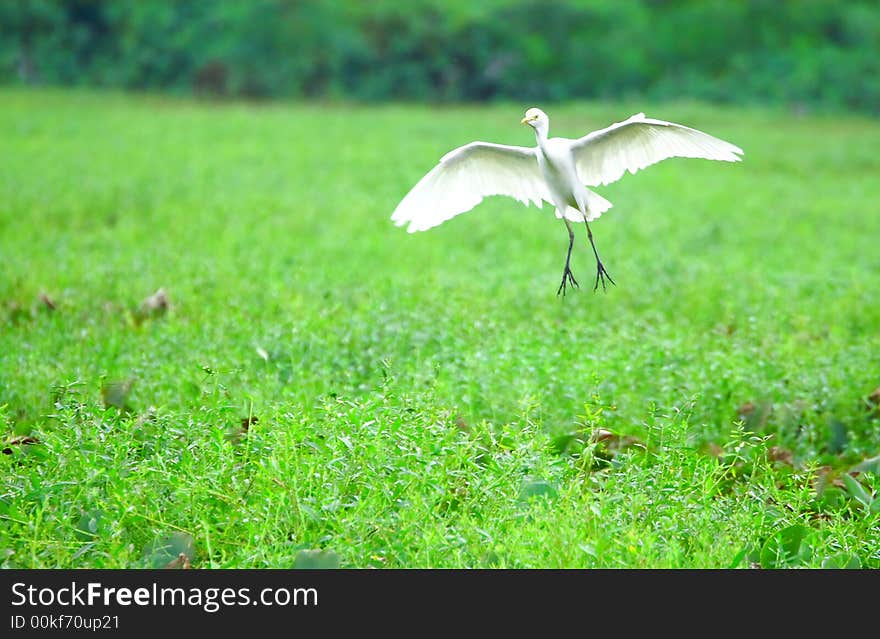 Egret Landing