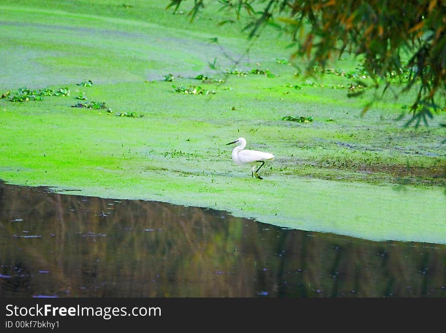 A white egret walking on the water looking for prey