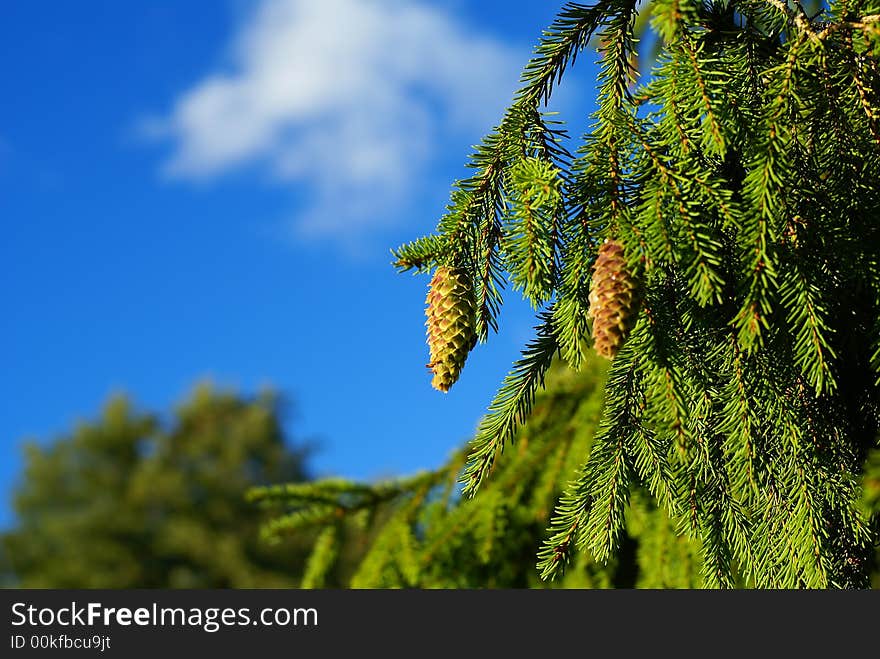 Pine cone on branch against blue sky