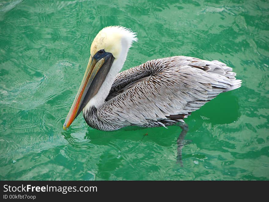 Florida pelican on clear aqua sea. Florida pelican on clear aqua sea