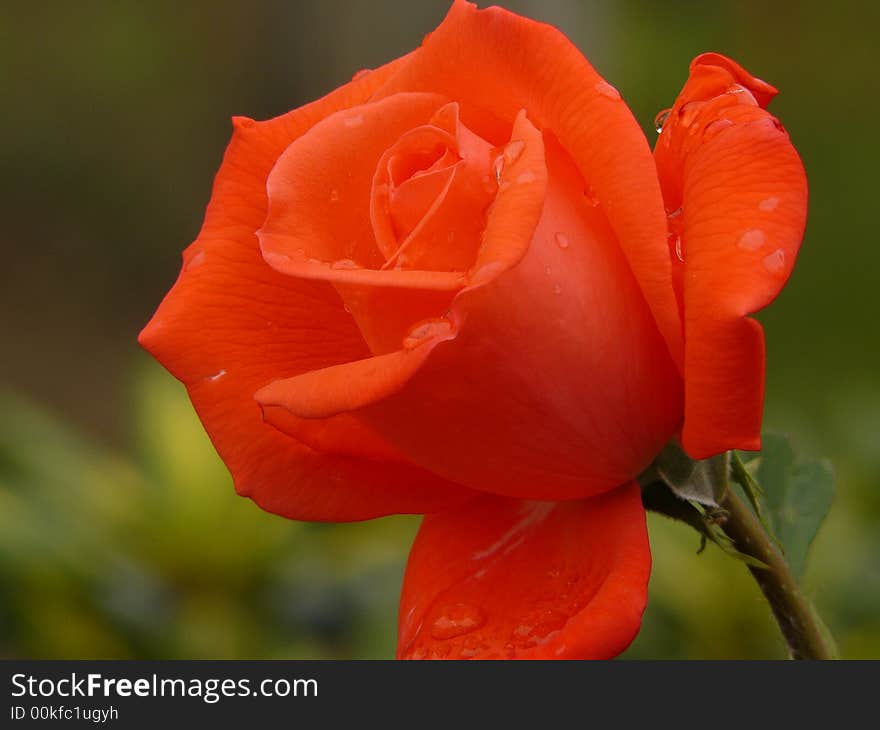 Rose after an early morning rain shower. Rose after an early morning rain shower.