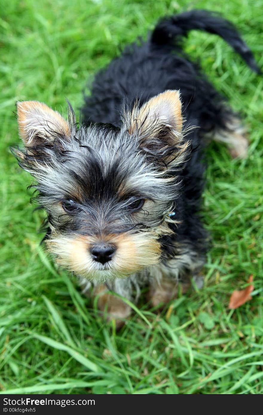 3 months old yorkshire