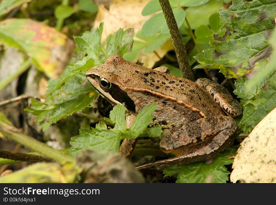 Green frog on leaves