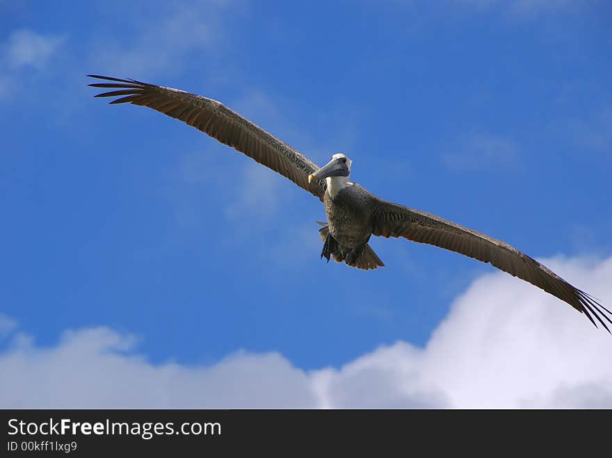 Close up of a pelican flying against a clear blue sky. Close up of a pelican flying against a clear blue sky