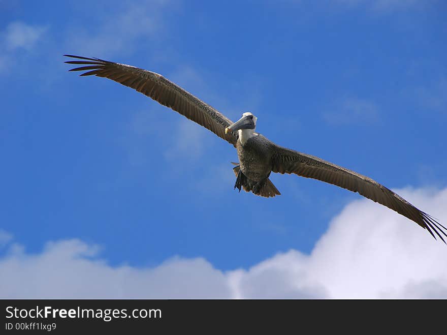 Pelican Soaring