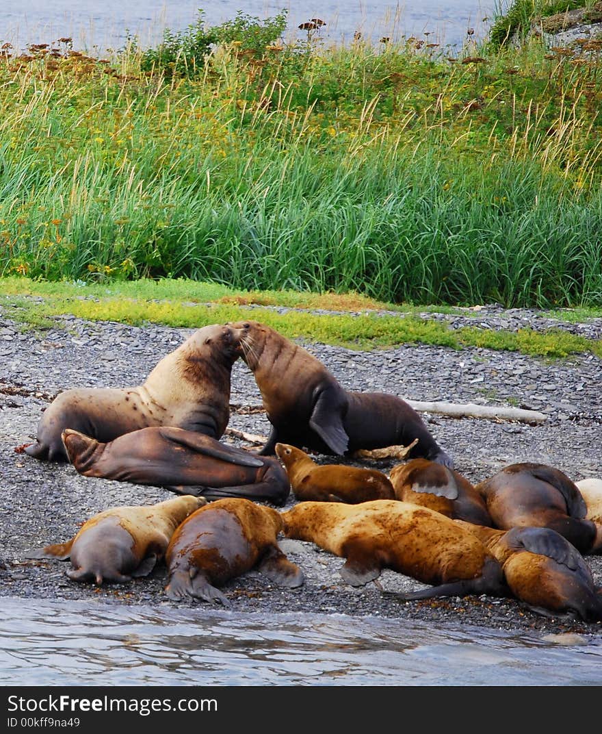 Sea lions rubbing noses