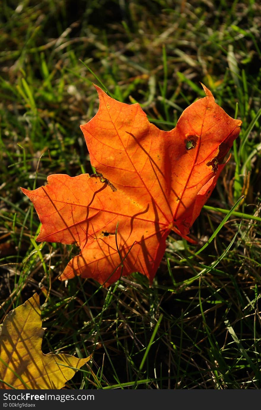 Autumn maple leaf