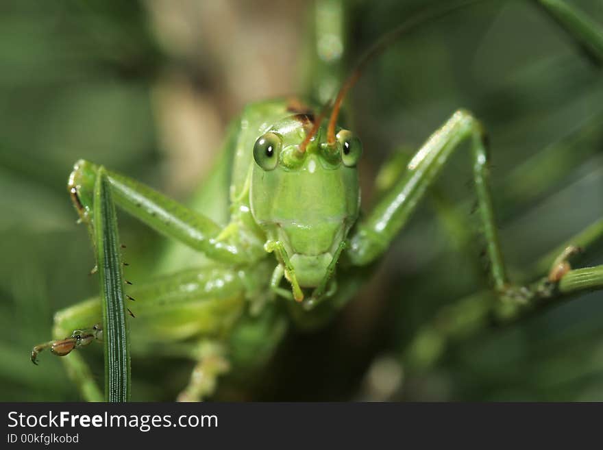 Green grasshopper looking at you