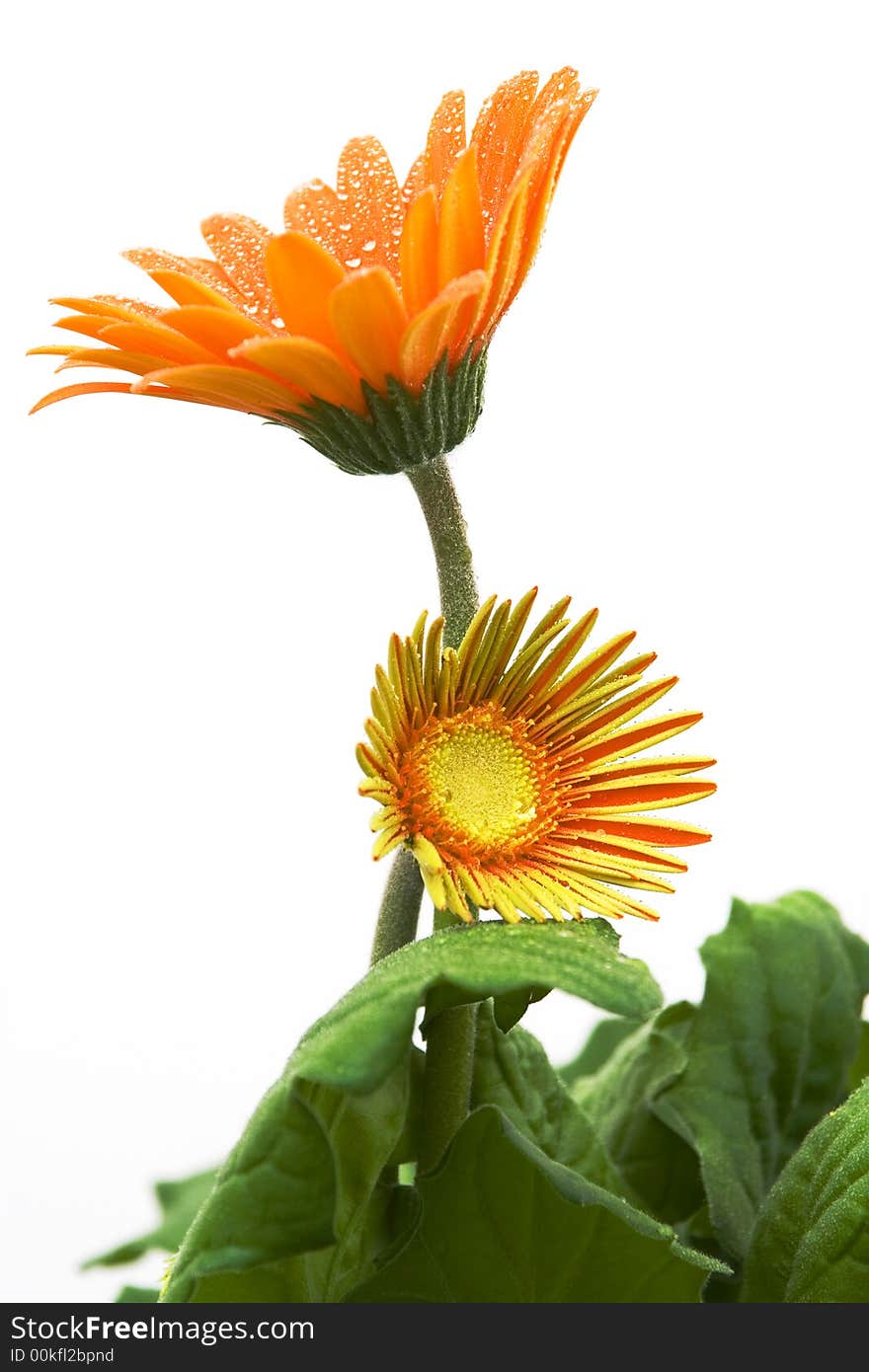 Orange gerber daisy with water droplets in bloom against white background