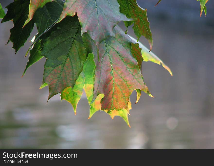 Wanted to take those leaves with a simple background. Simplicity is often the best. Wanted to take those leaves with a simple background. Simplicity is often the best.