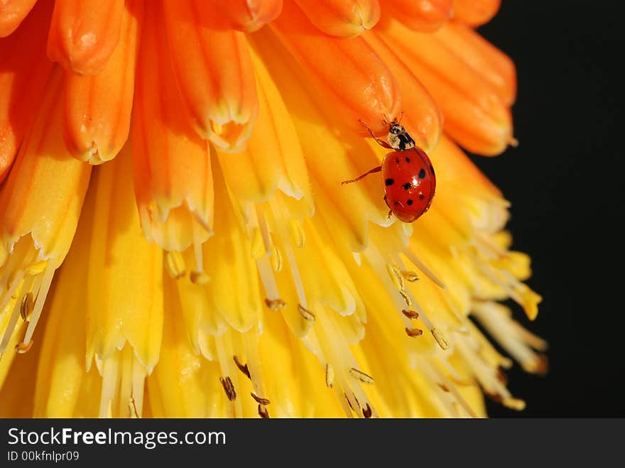 Ladybug