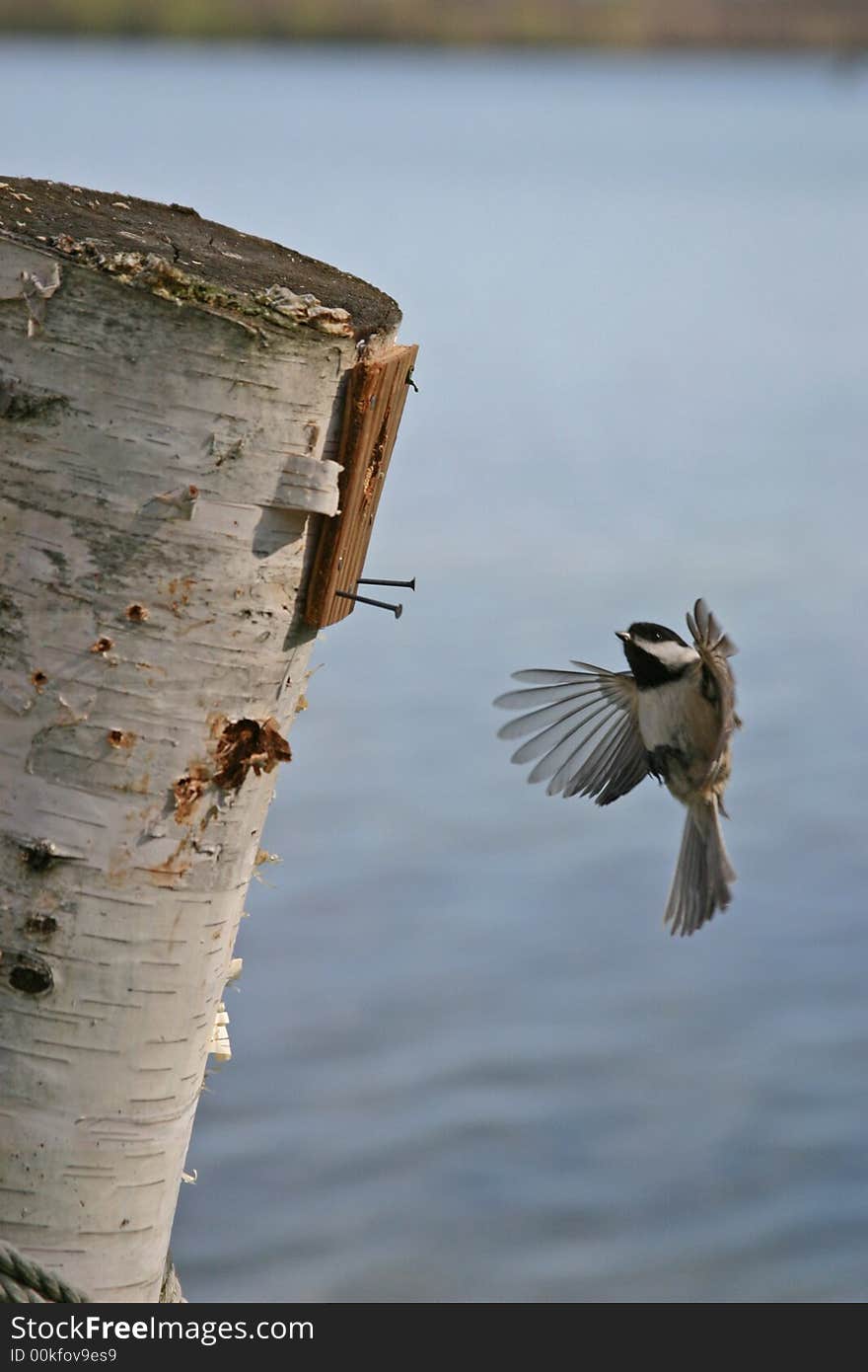 Bird in flight