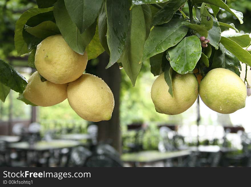 Lemon Tree