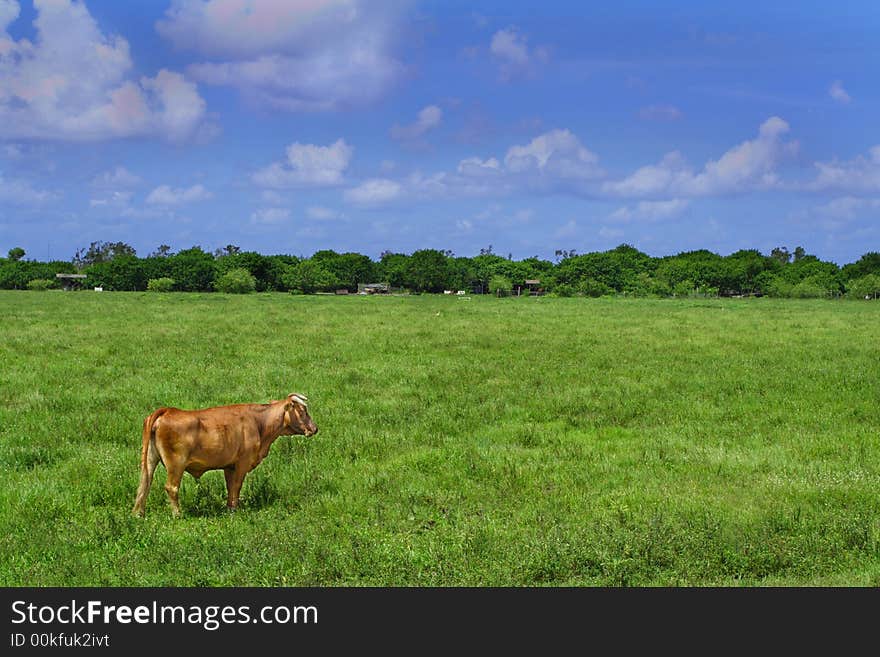 Cow on a Field