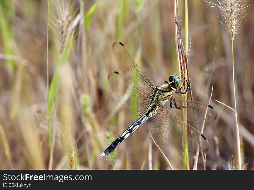 Dragonfly