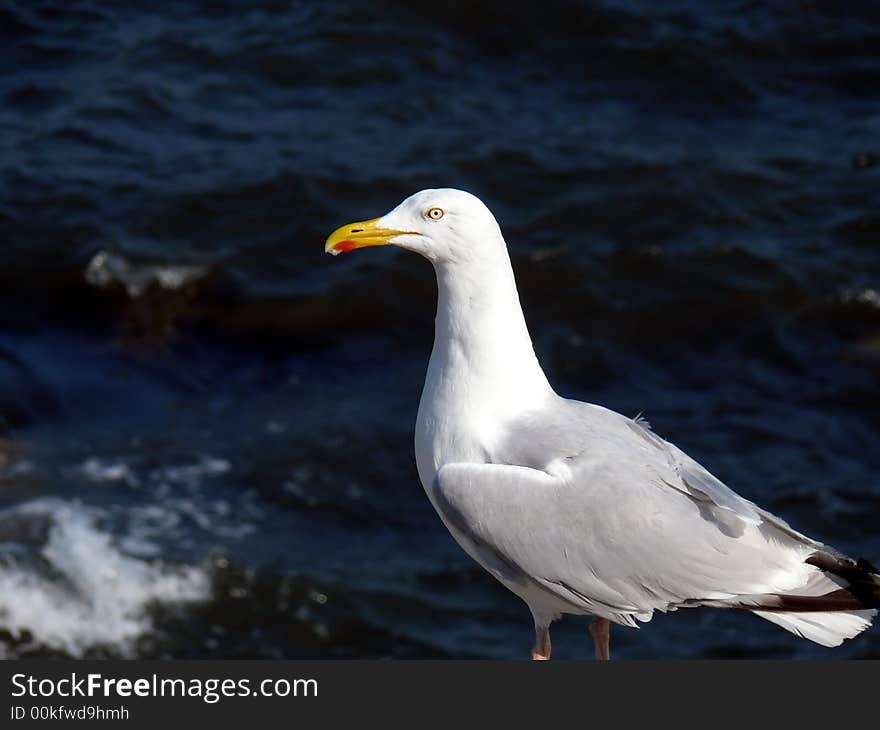 Seagull