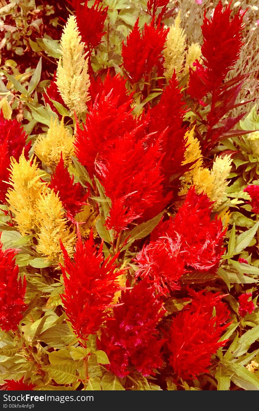 Photo of red and yellow flowers in a summer garden. Photo of red and yellow flowers in a summer garden.