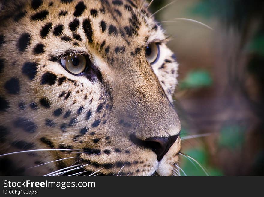 Close-up of a beautiful leopard