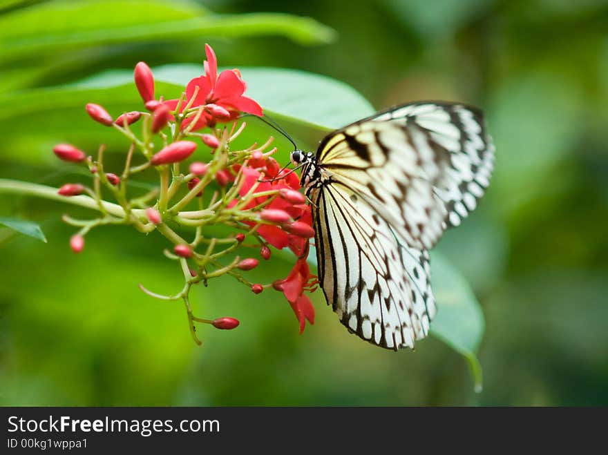 Close-up of a beautiful butterfly