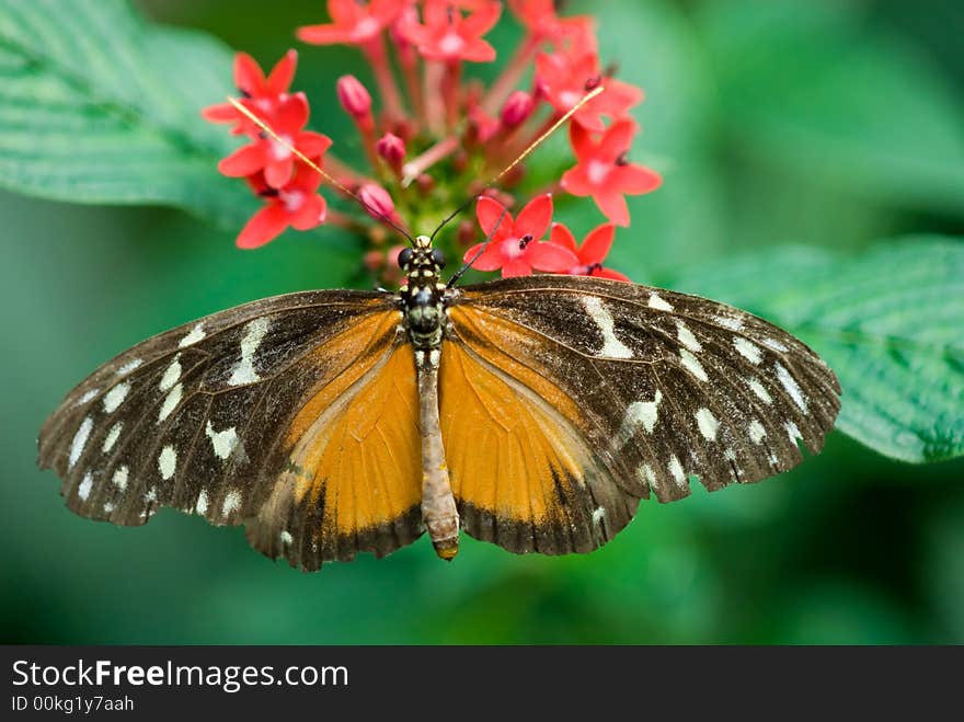 Close-up of a beautiful butterfly