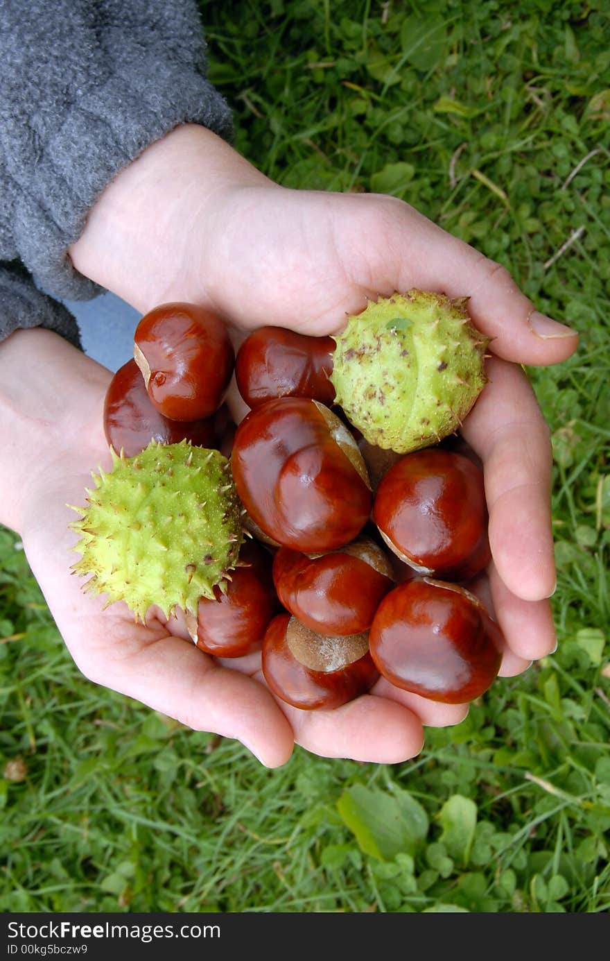 Chestnuts In Hands