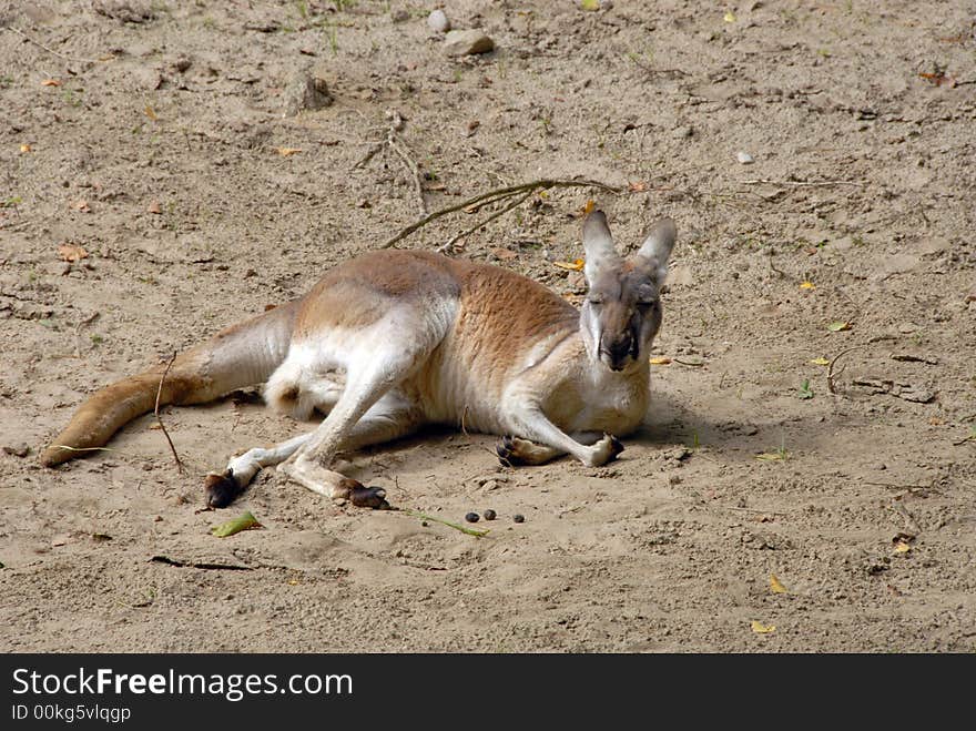 Kangaroo