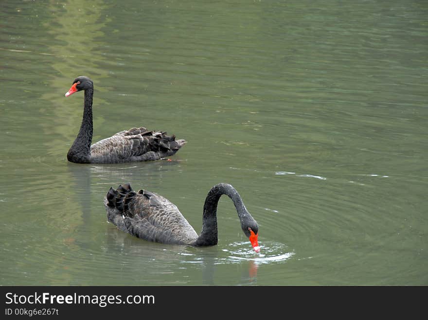 Two Black Swans