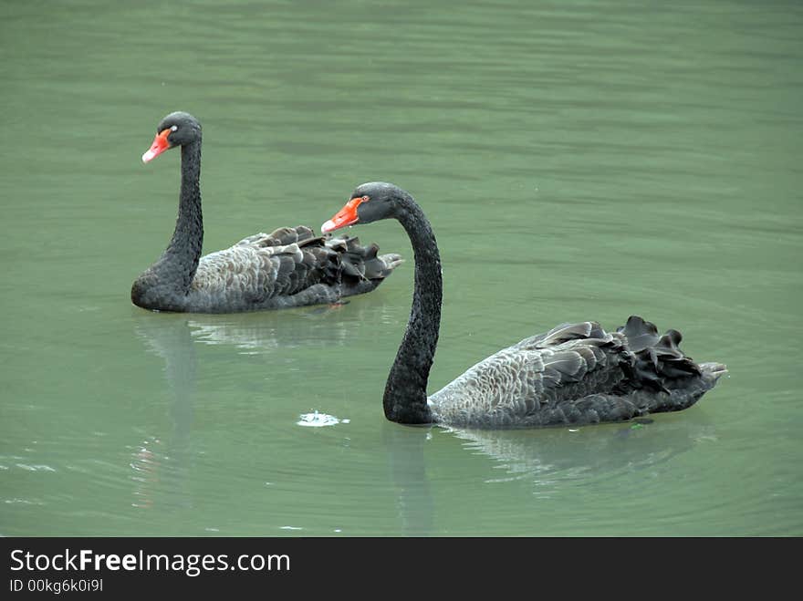 Two Black Swans