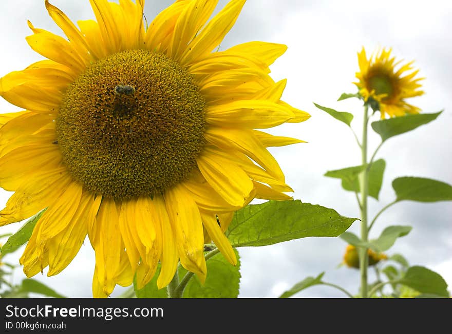 Sunflower on a background of the blue sky