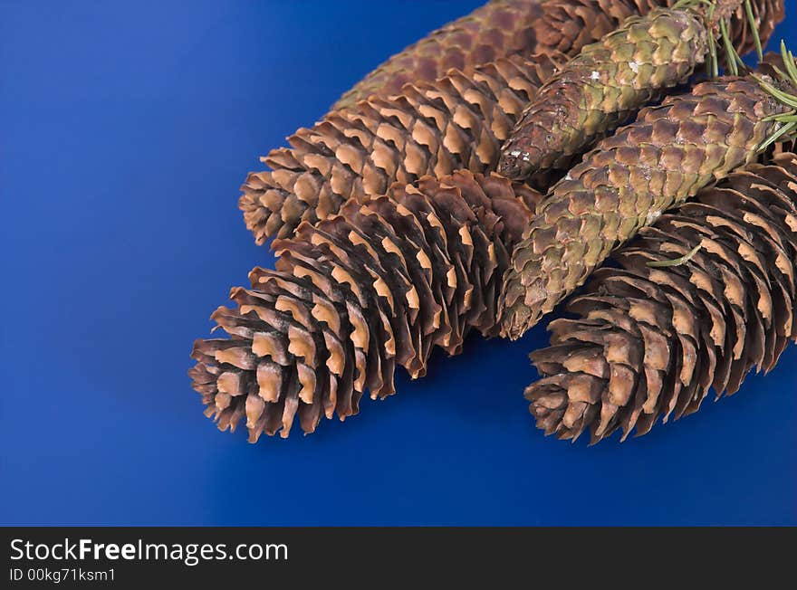 Fir-cone on a blue background. Fir-cone on a blue background