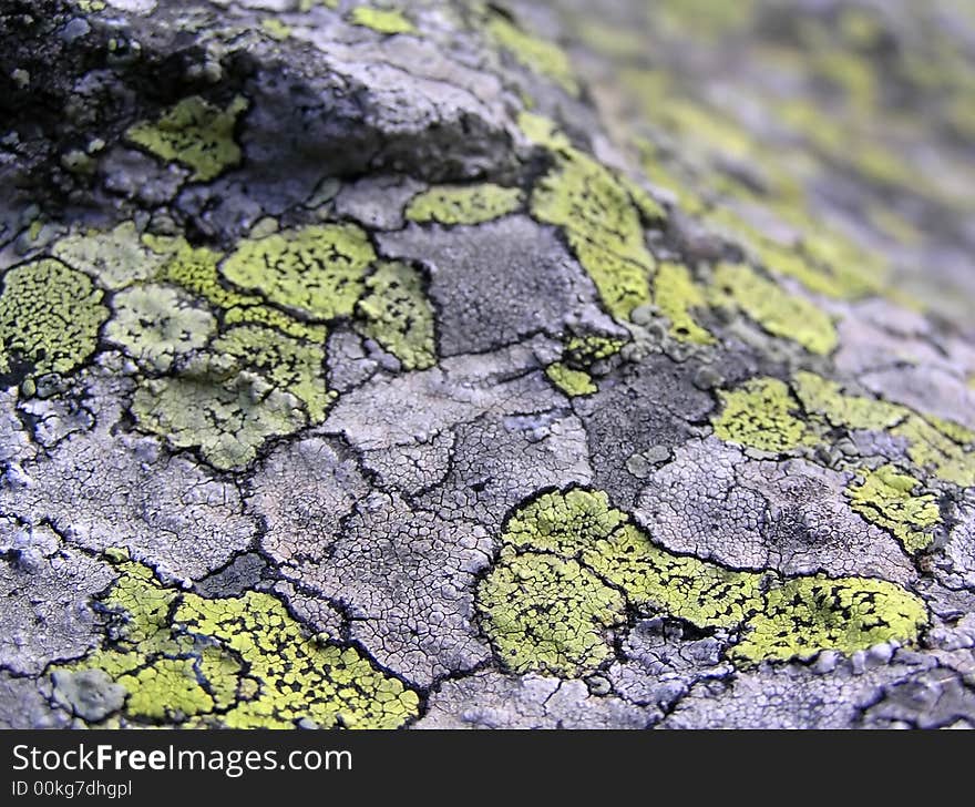 Lichen stone texture - Rhizocarpon geographicum - depth of field. Lichen stone texture - Rhizocarpon geographicum - depth of field