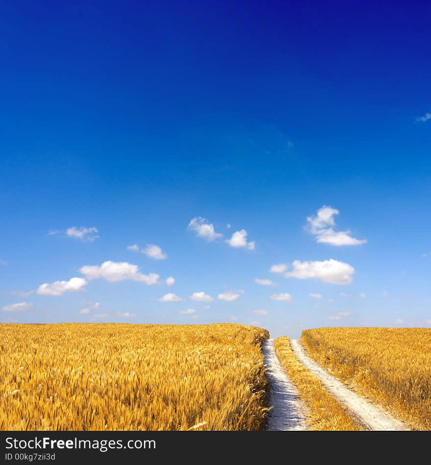 Path in a midlle of a golden weatfield. Path in a midlle of a golden weatfield